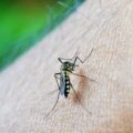 Bahia registra aumento de 168% nos quadros graves de Dengue